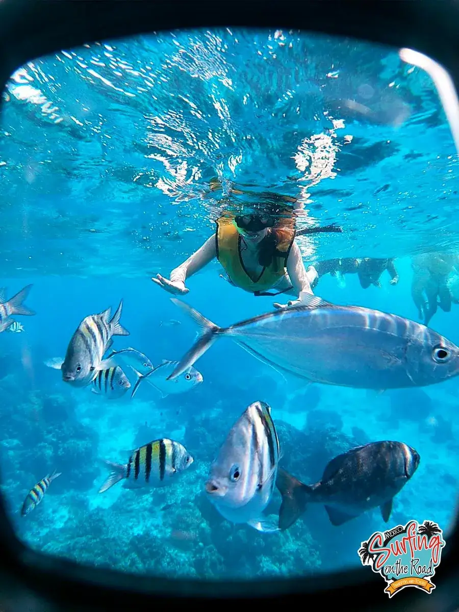 Snorkel en el arrecife Palancar